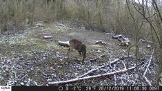 Fotopast OXE Gepard + 32GB SD karta, 4 ks baterií, stativ a doprava ZDARMA!