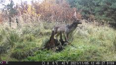 Fotopast OXE Gepard II a lovecký detektor + 32GB SD karta, 6ks baterií a doprava ZDARMA!