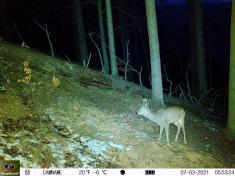 Fotopast KeepGuard KG795W a klasický dalekohled FOMEI 7-21x40 ZCF Zoom + 32GB SD karta, 8ks baterií a doprava ZDARMA!