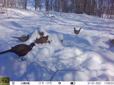 Fotopast KeepGuard KG795W a klasický dalekohled FOMEI 7-21x40 ZCF Zoom + 32GB SD karta, 8ks baterií a doprava ZDARMA!