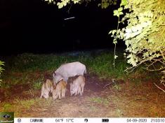 Fotopast KeepGuard KG795W a klasický dalekohled FOMEI 7-21x40 ZCF Zoom + 32GB SD karta, 8ks baterií a doprava ZDARMA!