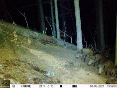 Fotopast KeepGuard KG795W a klasický dalekohled FOMEI 7-21x40 ZCF Zoom + 32GB SD karta, 8ks baterií a doprava ZDARMA!