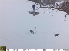 Fotopast KeepGuard KG795W a klasický dalekohled FOMEI 7-21x40 ZCF Zoom + 32GB SD karta, 8ks baterií a doprava ZDARMA!