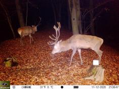 Fotopast KeepGuard KG795W a klasický dalekohled FOMEI 7-21x40 ZCF Zoom + 32GB SD karta, 8ks baterií a doprava ZDARMA!