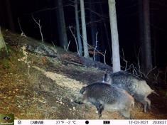 Fotopast KeepGuard KG795W a klasický dalekohled FOMEI 7-21x40 ZCF Zoom + 32GB SD karta, 8ks baterií a doprava ZDARMA!