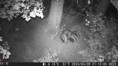 Fotopast OXE Gepard II, lovecký detektor, externí akumulátor 6V/7Ah a napájecí kabel + 32GB SD karta, 6ks baterií a doprava ZDARMA!